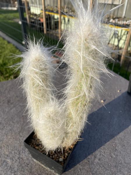 Morawetzia sericata